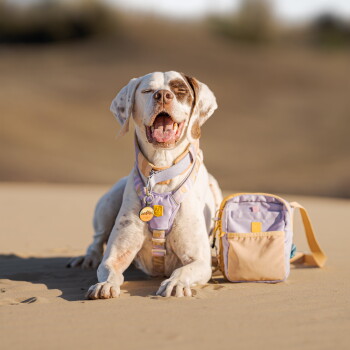 Lächelnder weiß-brauner Hund mit pastellfarbenem Geschirr und Identifikationsmarken, sitzt auf Sand neben einer kleinen lavendel- und beigen Hundetasche