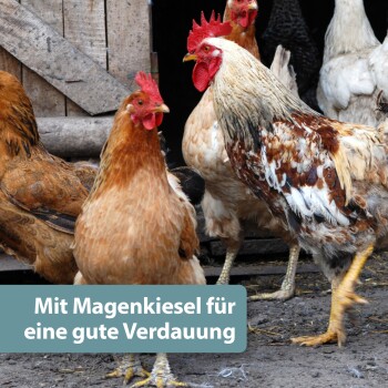 Hühner in einem Stall mit Textüberlagerung: "Mit Magenkiesel für eine gute Verdauung."