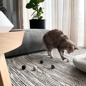 Eine verspielte getigerte Katze interagiert mit bunten Filzkugeln auf einem gemusterten Teppich in einem gemütlichen Wohnzimmer, mit einer Topfpflanze im Hintergrund.