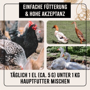 Bild von Hühnern, Enten und Gänsen mit dem Text: "EINFACHE FÜTTERUNG & HOHE AKZEPTANZ" und "TÄGLICH 1 EL UNTER 1 KG HAUPTFUTTER MISCHEN."