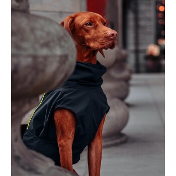 Ein brauner Hund, der einen stilvollen schwarzen Regenmantel mit gelben Akzenten trägt, sitzt elegant neben einer Steinkonstruktion.