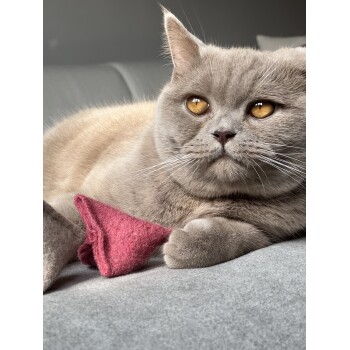 Nahaufnahme einer hellgrauen Katze mit bernsteinfarbenen Augen, die auf einer grauen Oberfläche ruht und ein kleines rotes Filzspielzeug mit ihrer Pfote hält.
