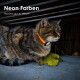 Eine graue getigerte Katze mit einem orangefarbenen Silikonhalsband und einem weißen Etikett, die gegen einen verschwommenen grünen Hintergrund schaut.