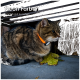 Eine graue getigerte Katze mit einem orangefarbenen Silikonhalsband und einem weißen Etikett, die gegen einen verschwommenen grünen Hintergrund schaut.