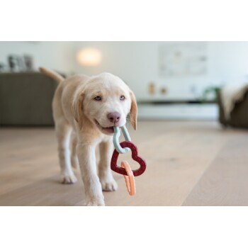 Ein verspielter Welpe, der ein buntes herzförmiges Spielzeug im Mund trägt, in einem hellen, modernen Wohnzimmer mit Holzboden.