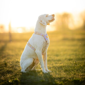Weiß gefleckter Hund in einem pastell-lila und gelben Geschirr sitzt in einem sonnendurchfluteten Grasfeld zur goldenen Stunde.