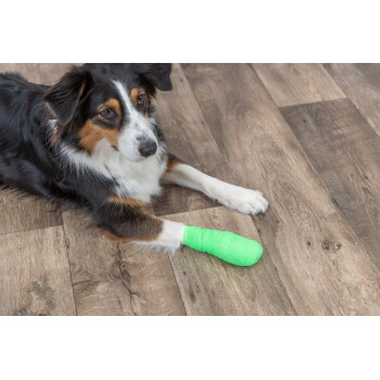 Tricolor dog lying on hardwood floor with bright green bandage wrapped on a front paw.