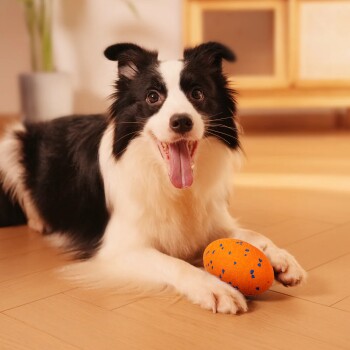 Schwarz-weißer Border Collie liegt auf einem Holzboden, hechelt, mit einem orange gesprenkelten Spielzeug zwischen den Vorderpfoten.