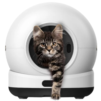 Gestreiftes Kätzchen, das mit einer Pfote aus einer weißen kugelförmigen automatischen Katzentoilette hervorkommt.