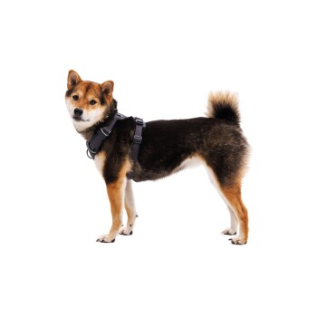 Eine Seitenansicht eines Shiba Inu Hundes, der ein schwarzes Geschirr trägt, das seinen flauschigen Schwanz und die charakteristischen Fellfarben Braun, Schwarz und Weiß zeigt.