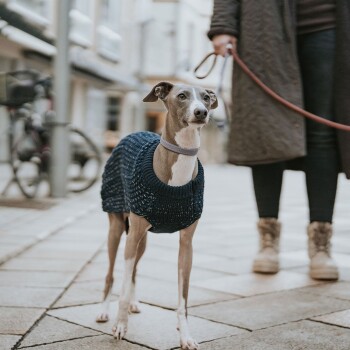 Ein kleiner Hund in einem dunkelblauen gestrickten Pullover steht auf einer Kopfsteinpflasterstraße, während eine Person seine Leine im Hintergrund hält.