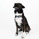 Ein glücklicher, gestromter Hund sitzt aufrecht, trägt ein hellblaues Halsband mit orangefarbenen und schwarzen Akzenten, vor einem schlichten weißen Hintergrund.