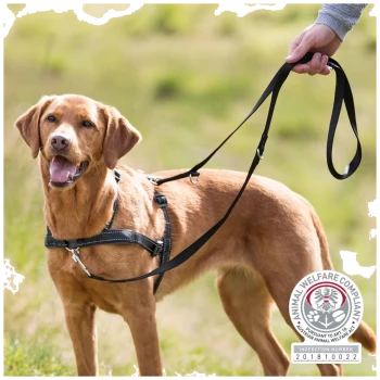 Ein Golden Retriever trägt ein schwarzes Geschirr und eine Leine, steht auf Gras, mit einem Tierschutz-Compliance-Abzeichen in der Ecke.