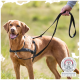 Ein Golden Retriever trägt ein schwarzes Geschirr und eine Leine, steht auf Gras, mit einem Tierschutz-Compliance-Abzeichen in der Ecke.