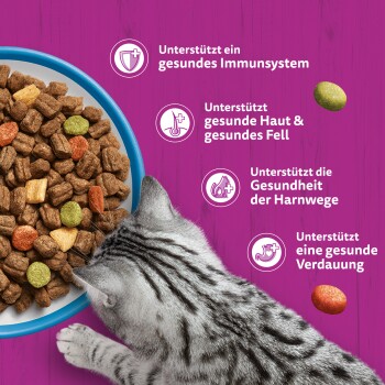 Grau getigerte Katze frisst Trockenfutter aus einem Napf vor violettem Hintergrund; deutscher Text: Immunsystem, Haut & Fell, Harnwege, Verdauung.