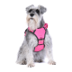 Ein grauer Schnauzer, der ein leuchtend pinkes Geschirr trägt, sitzt vor einem weißen Hintergrund und zeigt sein flauschiges Fell und seinen aufmerksamen Ausdruck.