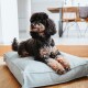 Schwarz-brauner lockiger Pudel liegt auf einem hellgrauen rechteckigen Hundebett auf Holzboden in einem modernen Esszimmer.