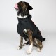 Ein stilvoller Hund trägt eine schwarze Jacke mit orangefarbenen Akzenten, sitzt und leckt sich die Nase, vor einem schlichten weißen Hintergrund.