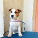 Hundegeschirr Recyceltes Polyester flieder S