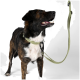 Ein glücklicher, gestromter Hund mit einem hellgrünen Geschirr und Leine, der mit offenem Mund auf einen weißen Hintergrund schaut.