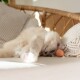 Flauschige cremefarbene Katze liegt auf einem Sofa, Pfote ausgestreckt, neben einem orangefarbenen Filzball und strukturierten Zierkissen.