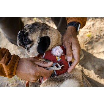 Eine Nahaufnahme eines Mopses, der ein rotes Geschirr mit einer Lichtvorrichtung trägt, während eine Person eine Leine daran befestigt.
