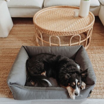 Ein schwarz-weißer Hund ruht sich in einem gemütlichen grauen Hundebett aus, umgeben von einem gewebten Teppich und einem runden Korbtisch.