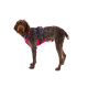 Ein brauner und grauer Hund trägt ein leuchtend pinkes Geschirr mit blauen Riemen und steht vor einem weißen Hintergrund.