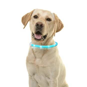 Ein glücklicher Labrador Retriever, der ein blaues LED-Leuchthalsband trägt, sitzt vor einem weißen Hintergrund.