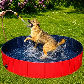 Ein glücklicher Hund planscht in einem rot-blauen Haustierpool, während Wasser aus einem Schlauch spritzt, den eine Person hält, auf grünem Gras.