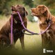 Zwei Hunde, ein brauner Labrador und ein brauner Mischling, sitzen nebeneinander mit einer lila Leine. Die Leine misst 150 cm.