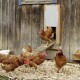 Un groupe de poules brunes sortant d'un poulailler en bois par une petite porte, avec une poule sur la rampe et d'autres picorant le sol.