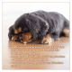 Ein Cavalier King Charles Spaniel kaut auf einem Wildfang® Käse-Snack auf einem Holzboden, ideal für das Training und allergiefreundlich.