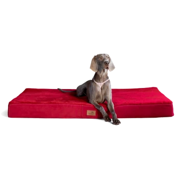 Ein schlanker grauer Hund liegt auf einem plüschigen roten Hundebett und trägt ein glitzerndes Halsband, vor einem schwarzen Hintergrund.