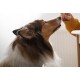 Eine Nahaufnahme eines Collie-Hundes, der begierig nach einem Leckerli greift, das von einer Person in einem gemütlichen, gut beleuchteten Raum gehalten wird.