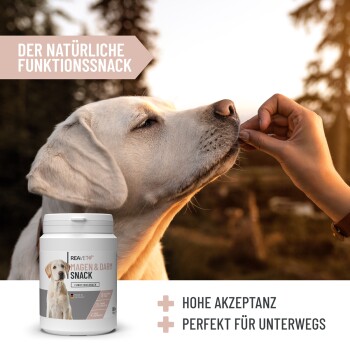 Eine Hand bietet einem Labrador Retriever einen Leckerbissen an, mit 'Reavet' Verdauungssnacks und Text über natürliche Funktionen und hohe Akzeptanz.