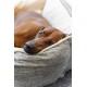 Ein entspannter brauner Hund, der seinen Kopf auf einem gemütlichen, grauen Hundebett mit einer weichen weißen Fütterung ruht.
