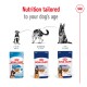 Royal Canin dog food packaging showcasing Puppy, Maxi Adult, and Maxi Ageing products with "Nutrition tailored to your dog's age."