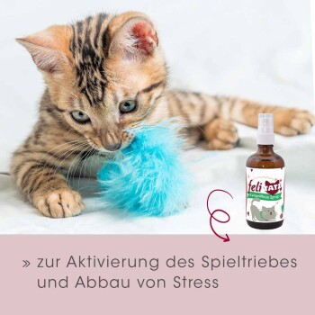Ein verspieltes Bengal-Kätzchen spielt mit einem flauschigen blauen Spielzeug neben einer Flasche "feliTATZ KatzenMinze Spray" zur Stresslinderung.