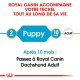 Guide Royal Canin pour le soin des Teckels, montrant les étapes de nourrissage : "Chiot" à 2 mois et "Adulte" à 10 mois, avec une note de transition.