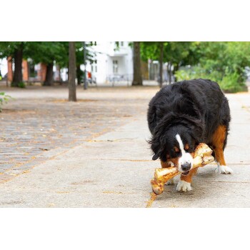 Ein Berner Sennenhund, der glücklich auf einem großen Knochen kaut, während er auf einem Kopfsteinpflasterweg umgeben von Bäumen läuft.