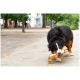 Ein Berner Sennenhund, der glücklich auf einem großen Knochen kaut, während er auf einem Kopfsteinpflasterweg umgeben von Bäumen läuft.
