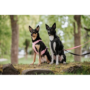 Zwei Hunde sitzen auf einer grasbewachsenen Fläche, einer trägt ein pinkes Geschirr und der andere ein schwarzes Geschirr, beide angeleint.
