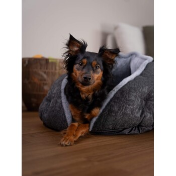 Ein kleiner Hund mit schwarzem und braunem Fell liegt bequem in einem gemütlichen grauen Haustierbett und ruht seine Vorderpfoten auf der Bettkante.