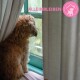 Un chien marron duveteux regarde par une fenêtre striée de pluie, partiellement caché par des rideaux, avec le texte "ALLEINBLEIBEN" en rose au-dessus.