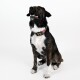 THE DOG IDEA Biothane Halsband Beige pink XL