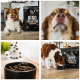 Braun-weißer Hund mit einer Tales & Tails 'RIND SPIRATION'-Hundefuttertüte; Leckerli auf der Nase, Kroketten fallen in die Schüssel.