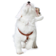 Ein flauschiger weißer Hund mit einem braunen Geschirr schaut mit leicht geöffnetem Mund nach oben und zeigt sein verspieltes Wesen.