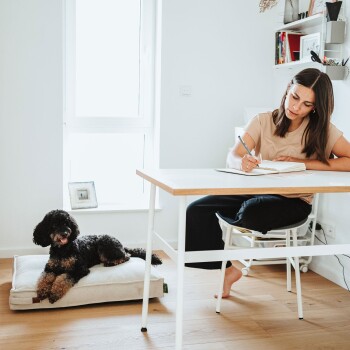 Schwarz-brauner Pudel auf einem beigen Hundebett neben einer Frau, die an einem Schreibtisch in einem hellen Homeoffice schreibt.