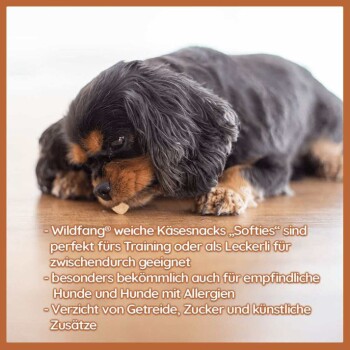 Cavalier King Charles Spaniel auf Holzboden, der an einem Wildfang® Weichkäse-Snack kaut – getreidefrei, zuckerfrei und allergiefreundlich.